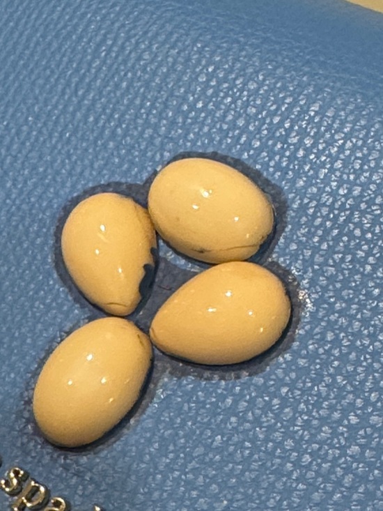 kate spade Tide Pool Blue Leather & Wicker Woven Crossbody Bag - Picture 12 of 17